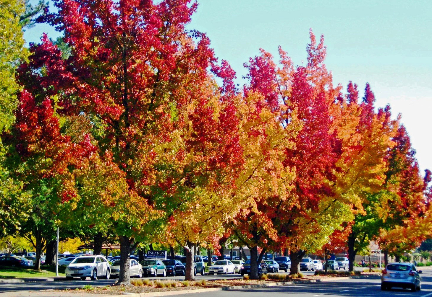 Things to do on a budget in Sacramento this Fall