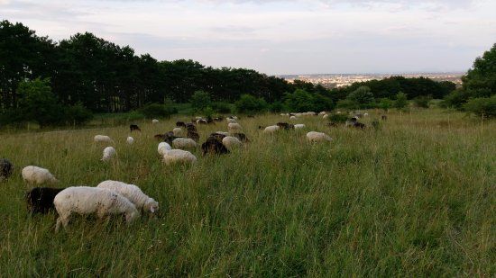 Die Perchtoldsdorfer Heide