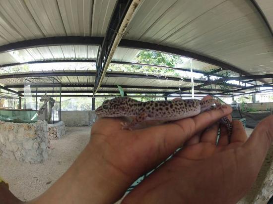 Bioparque y Albergue Animal Chan Tamam