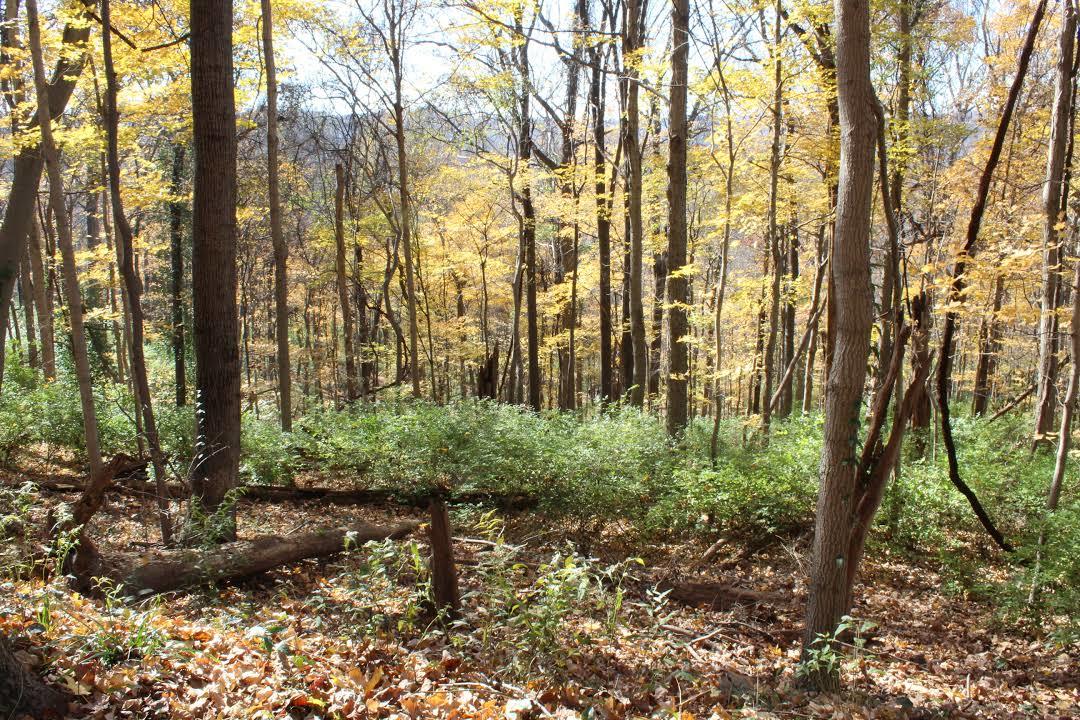 Percy Warner Park