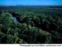 Great Trinity Forest
