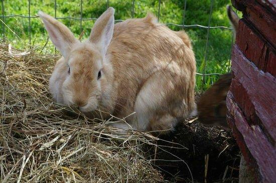 Butterfield Acres Petting Farm