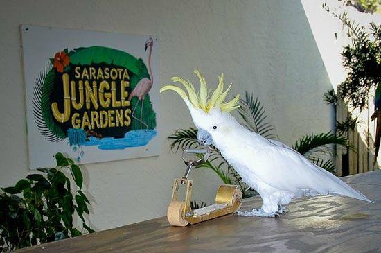 Sarasota Jungle Gardens