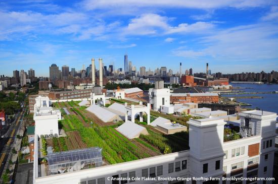 Brooklyn Grange Rooftop Farm