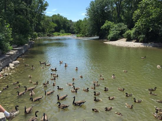 Gibbons Park