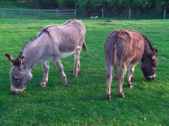 Rita's Stable
