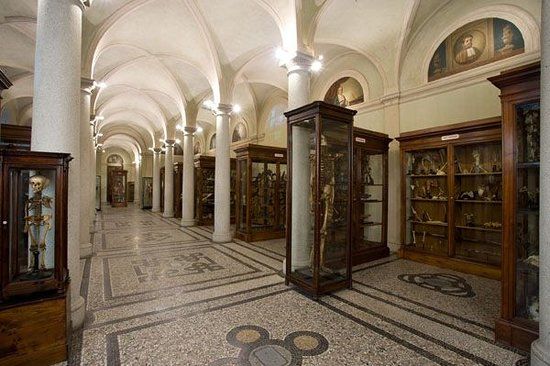 Museum of Human Anatomy Luigi Rolando