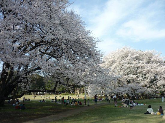 Kinuta Park