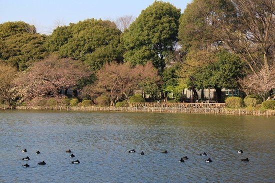 Zenpukuji Park