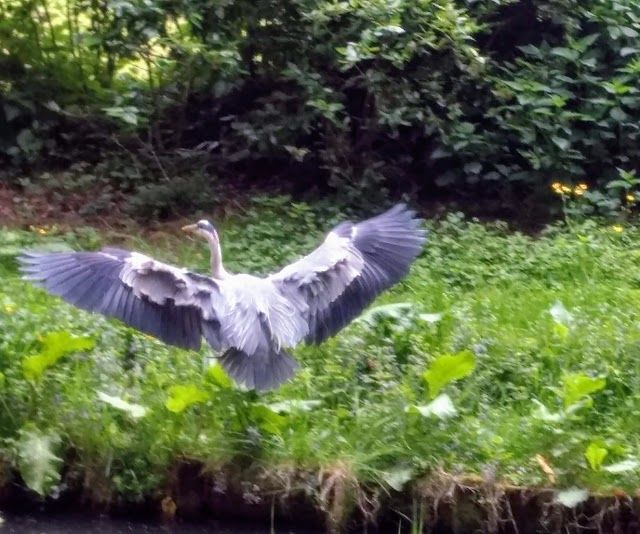 Amsterdamse Bos