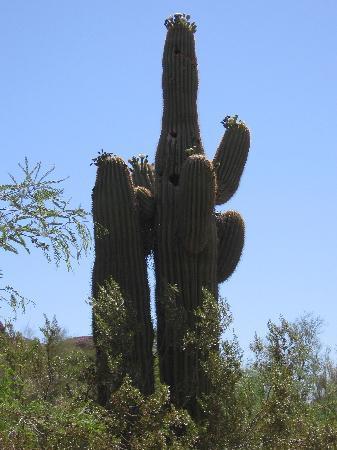 Phoenix Zoo