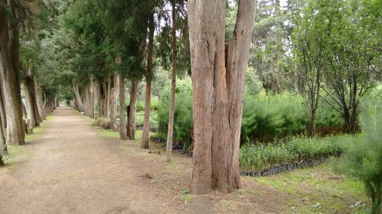 Vivero Coyoacan