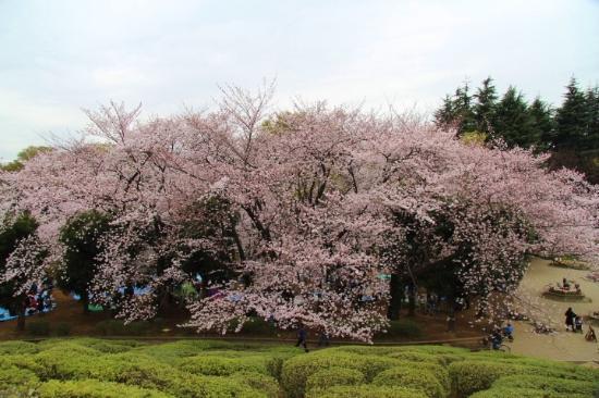 Setagaya Park