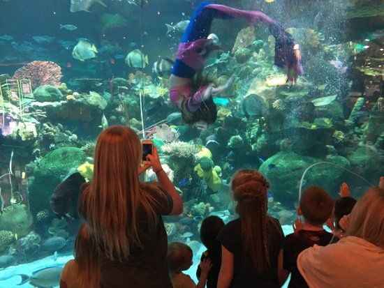 Relaxation at Shark Reef Aquarium