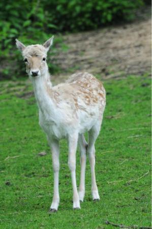Maryon Wilson Animal Park