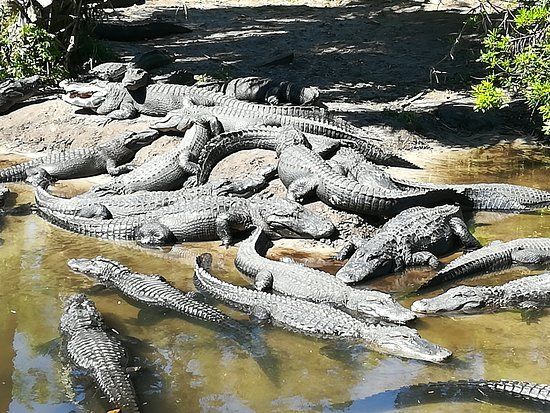 Crocodile Crossing