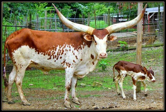 Smoky Mountain Deer Farm and Exotic Petting Zoo