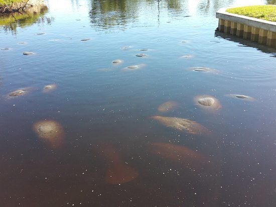 Manatee World