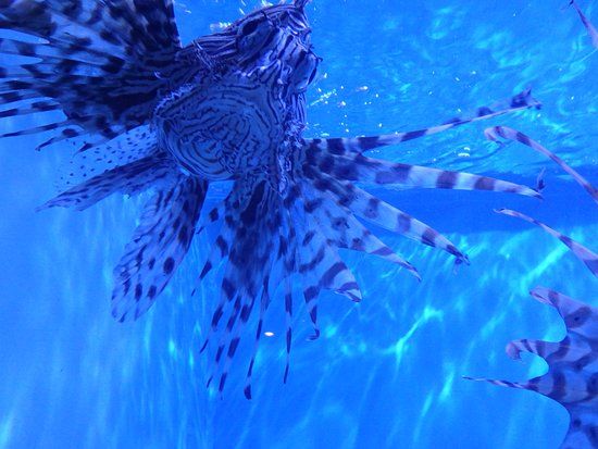 Aquarium of Niagara