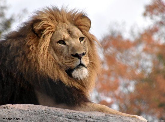 Seneca Park Zoo