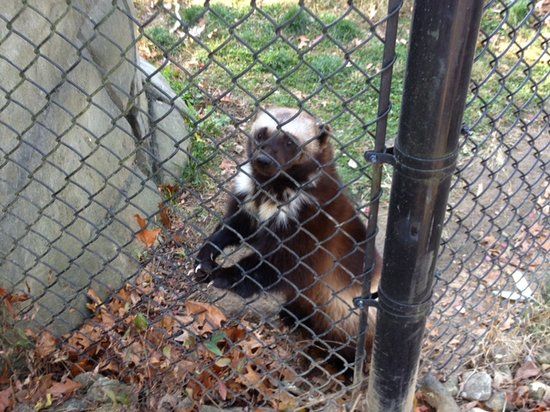 Henson Robinson Zoo