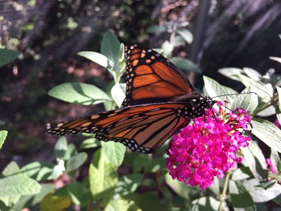 All-A-Flutter Butterfly Farm
