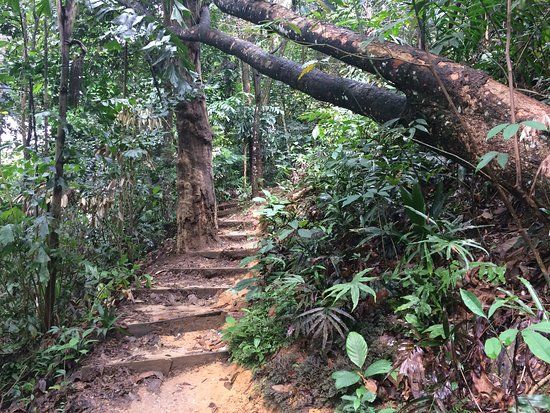 Bukit Gasing Forest Reserve