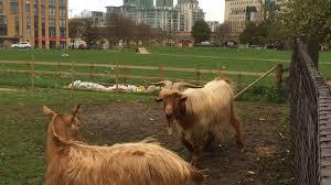 Deen City Farm