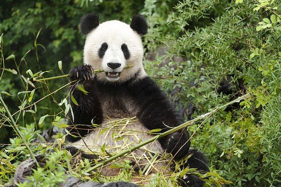 Schonbrunn Zoo